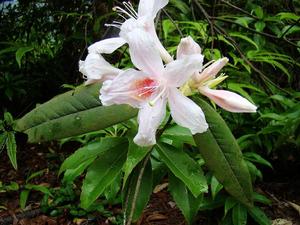 瑤山杜鵑 瑤山杜鵑