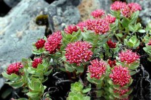 柱花紅景天 柱花紅景天