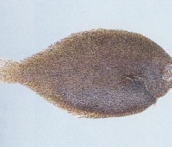 褐斑櫛鱗鰨
