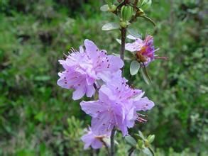 頭花杜鵑 頭花杜鵑