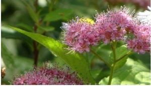 雲南繡線菊曲枝變型 雲南繡線菊曲枝變型