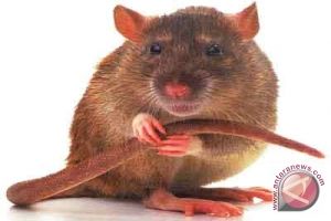 戈伊塔卡鼠 戈伊塔卡鼠