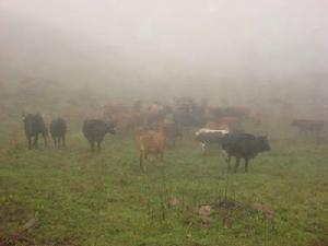 洋芋山村畜牧養殖業