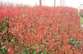 小葉紅葉石楠 小葉紅葉石楠