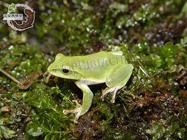 洪佛樹蛙 洪佛樹蛙