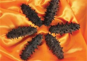 異手海參 異手海參