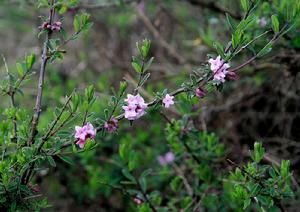 紅花岩生忍冬 紅花岩生忍冬