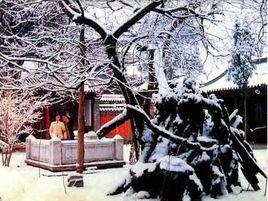 東坡雙槐 東坡雙槐