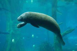 西非海牛 西非海牛