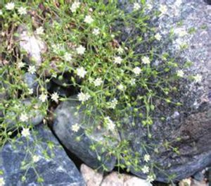 土門無心菜 土門無心菜