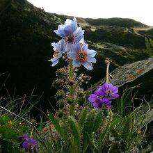 漂亮的虞美人草