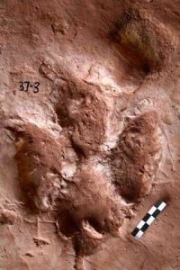 蓮花保寨恐龍足跡群 蓮花保寨恐龍足跡群