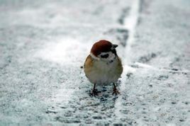 饑寒交迫 饑寒交迫