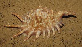 千足蜘蛛螺 千足蜘蛛螺