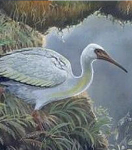 留尼旺孤鴿 留尼旺孤鴿