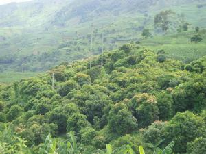 郭家屋居村經果林