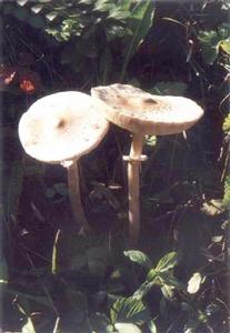 粉褶白環菇 粉褶白環菇