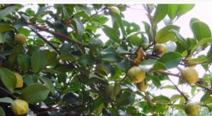 毛果山茶 毛果山茶