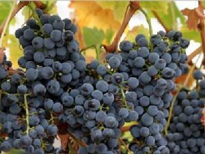 弗蘭克多瑞加 弗蘭克多瑞加