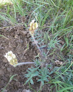 長苞棘豆 長苞棘豆