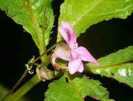 羞怯鳳仙花 羞怯鳳仙花