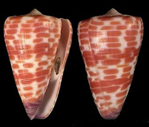 紅磚芋螺 紅磚芋螺