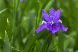 火焰鳶尾 火焰鳶尾