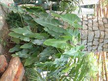喜林芋屬植物