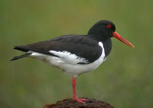 （圖）蠣鷸鴕鳥