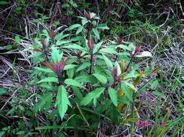 蘭嶼崖爬藤 蘭嶼崖爬藤