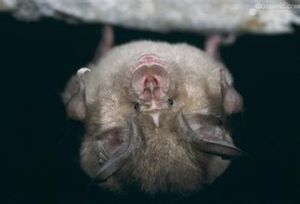 托氏菊頭蝠 托氏菊頭蝠