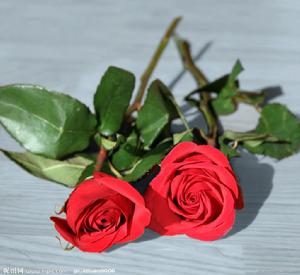 情人節 玫瑰