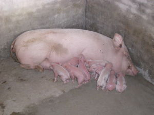 （圖）洋二元母豬 