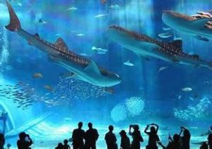 碧海情深海洋世界 碧海情深海洋世界