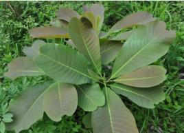 凹葉厚朴無性系1號 凹葉厚朴無性系1號