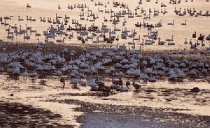 黃河口國家森林公園