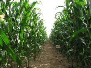 科河28號 科河28號