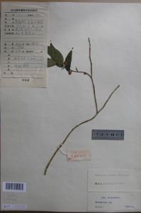 斜基綠赤車 斜基綠赤車