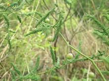 曲枝天門冬 曲枝天門冬