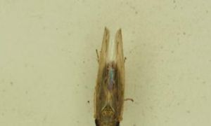 白條刻紋葉蟬 白條刻紋葉蟬