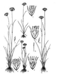 粗柱燈心草 粗柱燈心草