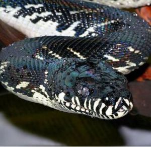 波氏莫瑞蟒 波氏莫瑞蟒