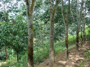 團良子自然村-林地