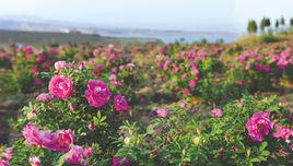 中天玫瑰 中天玫瑰