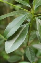 楠葉冬青 楠葉冬青