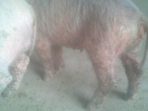 仔豬葡萄球菌性皮炎