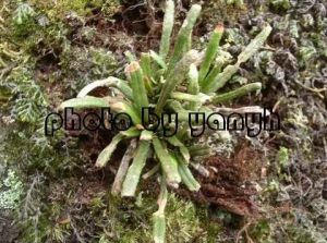 革舌蕨屬 革舌蕨屬