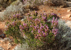 束花歐石南 束花歐石南