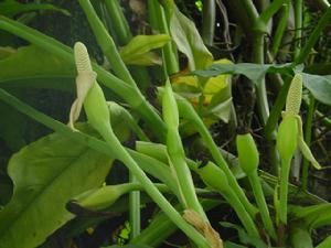 天南星科尖尾芋