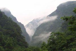 金佛山風景區 金佛山風景區